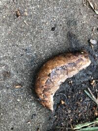 ナメクジのような細長くて真っ黒な虫だったのですがなんなのでしょう 今 Yahoo 知恵袋