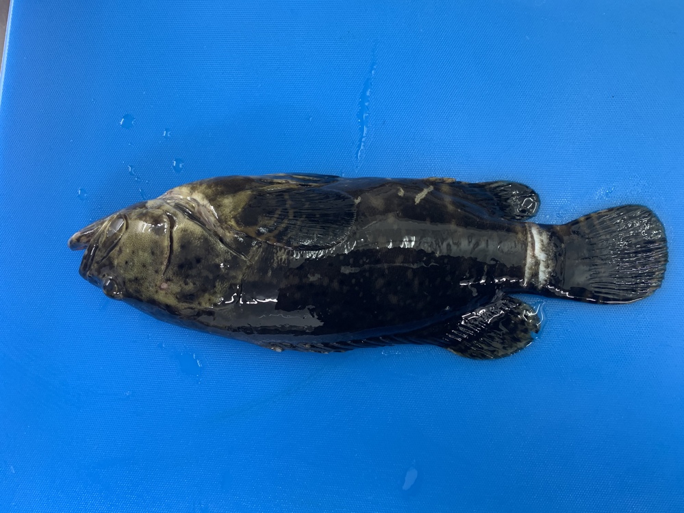 バラムツとアブラソコムツ以外で食べると下痢をしたり危険な魚は 