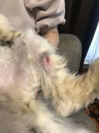 猫の傷口 にゲンタシン軟膏を塗っても大丈夫でしょうか ぬった Yahoo 知恵袋