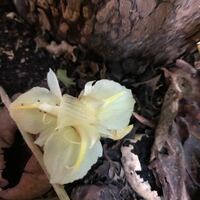 この花はなんですか ジンジャーの白い花が好きで 谷中生姜 Yahoo 知恵袋