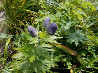 此方の紫のお花はエゾトリカブトでしょうか 私はそう思うのですが Yahoo 知恵袋