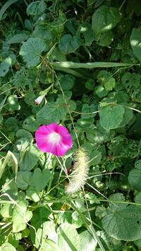 このお花のお名前はなんでしょうか 朝顔 雑草のように咲いていま Yahoo 知恵袋