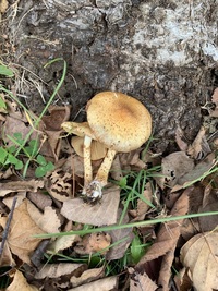 毒キノコ 食べてみたいのですが キノコの名前を教えて下さい 北 Yahoo 知恵袋