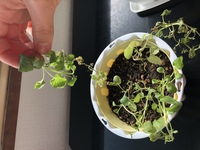 北海道で4月の中旬から家の中でビオラを育てています 種から植え Yahoo 知恵袋