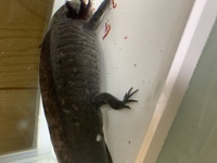 ウーパールーパーの雌雄判別について質問です 飼育しているウーパールーパー Yahoo 知恵袋