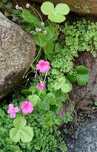 カタバミ科のこの植物の名前はなんですか 葉の丸さや花の色はムラサキカタバ Yahoo 知恵袋