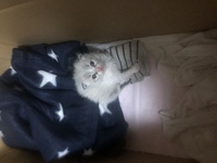 家庭で飼う おたまじゃくしは何故 カエルにならないのですか Yahoo 知恵袋