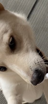 白の柴犬ですが 画像のような白に薄い茶色のブチは白の柴犬にはよく見 Yahoo 知恵袋