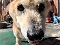 老犬です 眉間のイボ かさぶた が膨らんできてるのですが これは何でしょ Yahoo 知恵袋