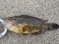この魚なにか分かりますか 富山で根魚狙ってたら釣れました 口の Yahoo 知恵袋