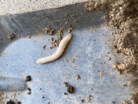 この虫は何ですか 庭の土の中にいました すぐ近くにカナブンの幼虫みたいな Yahoo 知恵袋