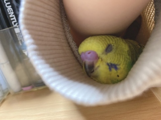 生後1ヶ月半のセキセイインコの雛の性別は分かりますか オ Yahoo 知恵袋