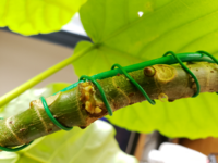 折れたウンベラータについて は倒れて折れてしまいました 直径1 Yahoo 知恵袋