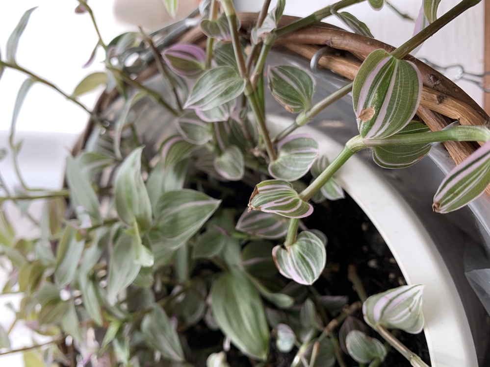 トラディスカンティアラベンダーを室内で育てています 先祖 Yahoo 知恵袋