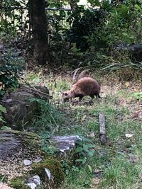 この動物は何かご存知ですか タヌキのような キツネのような 犬のよ Yahoo 知恵袋