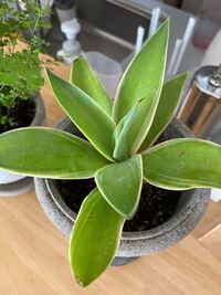 この観葉植物はなんと言う名前ですか 頂いたものなんですが Yahoo 知恵袋