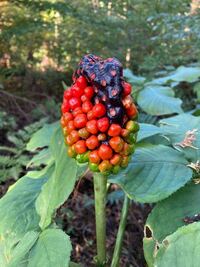 これはなんという名前の実 花 になるんでしょうか サトイモ科のテン Yahoo 知恵袋