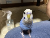 セキセイインコの性別について鼻 むらさきっぽいうすピンクくちばし オレン Yahoo 知恵袋