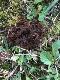 この虫の塊はなんですか ケバエの幼虫です Yahoo 知恵袋