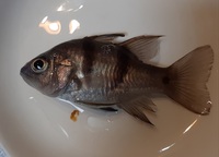 こちらの魚は何でしょうか うん よこすじいしもち間違いな Yahoo 知恵袋