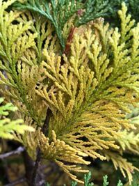 コニファーの葉が8割くらい黄色になってしまいました ヒノキ科ヒノキ Yahoo 知恵袋