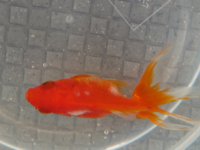金魚の病気にお詳しい方にお伺いします 飼育している金魚 Yahoo 知恵袋