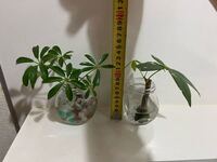 観葉植物 水耕栽培についてです 4 5ヶ月前にホームセンターで１つ Yahoo 知恵袋