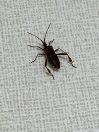 ゴキブリとコオロギって似てませんか ゴキブリはダメでもコオロギなら大丈夫な人 Yahoo 知恵袋