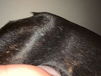 ベランダにペットを出すことについてペット可のアパートに住んでいます 隣人がコ Yahoo 知恵袋