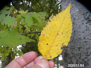 ケヤキの葉っぱと大木ですか 岐阜県美濃加茂市で 撮影1 Yahoo 知恵袋