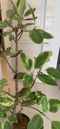 フィカスアルテシマについて 2ヶ月ほど前に購入した160cm程度のアルテ Yahoo 知恵袋