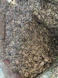 未熟な馬糞堆肥を買ってしまいました 袋を開けてやられた Yahoo 知恵袋