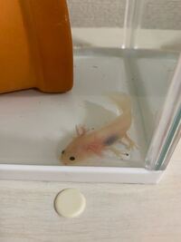 本日お迎えしたウーパールーパーなんですが 足に黒いものがついてます Yahoo 知恵袋