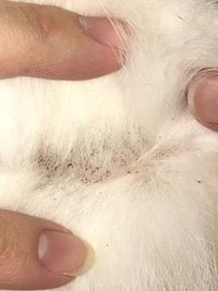 猫のお腹に黒い斑点 ぶつぶつ 写真のように わかりにくいかもしれませんが Yahoo 知恵袋
