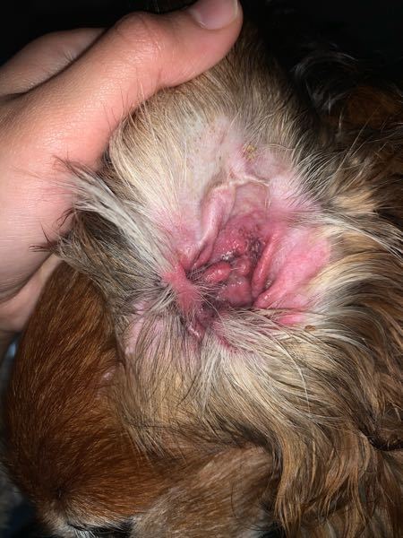 犬の耳が赤く腫れかなり臭いです 昨晩から急に痒がるように Yahoo 知恵袋