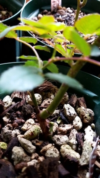 バラ挿し木 花を見れるのはいつから 挿し木で根が出てから 花を楽しめる Yahoo 知恵袋