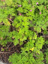 この草は何か分かりますか 匂いは甘くて臭いです 同じような草が家の前にも Yahoo 知恵袋