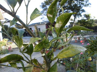 みかんの木が写真のように全体が白い粉を振りかけたような状態にな Yahoo 知恵袋