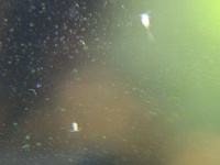 ビーシュリンプ水槽に発生した微生物
ビーシュリンプ水槽立ち上げ一週間ほどで添付画像の微生物が大量に発生しました 水中、ガラス面を動きまわっています
これはなんでしょうか？