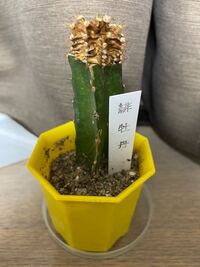 緋牡丹の花の部分が急に枯れてしまいました 3年ぐらい育てて この前 Yahoo 知恵袋