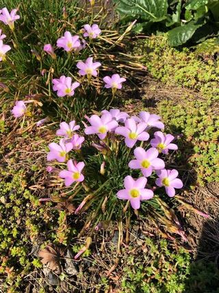 この花の名前を教えてください オキザリスみたいですが 葉っぱが細い Yahoo 知恵袋