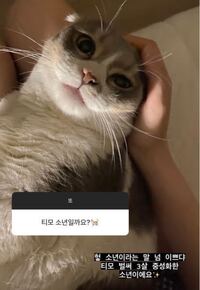 韓国語わかる方に質問です ティモっていうのはこの猫ちゃんの名前なの Yahoo 知恵袋