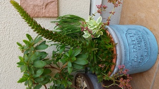 この多肉植物の名前がわかる方 教えてください 根元からぐんぐん伸びてきて Yahoo 知恵袋