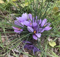 この花は何でしょうか 長野県北信の河川敷に咲いていました クロ Yahoo 知恵袋