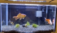 ２０ﾘｯﾄﾙの水槽に金魚何匹飼えるの 1匹か2匹でしょうか Yahoo 知恵袋