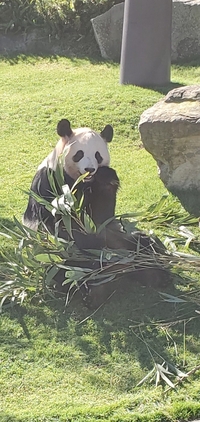 和歌山のアドベンチャーワールドのパンダの賃貸料はいくらなんでしょう 中国には Yahoo 知恵袋