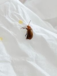 この虫の名前を教えて下さい オレンジ っぽい色で大きさは7 8mmく Yahoo 知恵袋