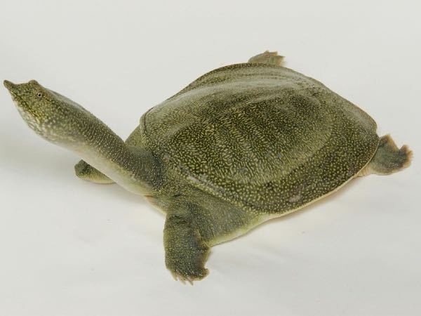 このスッポンの種類を教えてください キョクトウスッポンだ Yahoo 知恵袋
