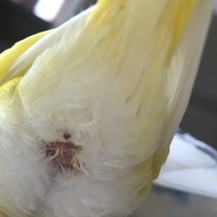 インコを死なせてしまいました わたしの不注意で大切なセキセイ Yahoo 知恵袋