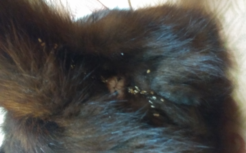 バッテリー 部 玉ねぎ ごま 白ゴマ 卵 Anela Ashiya Jp